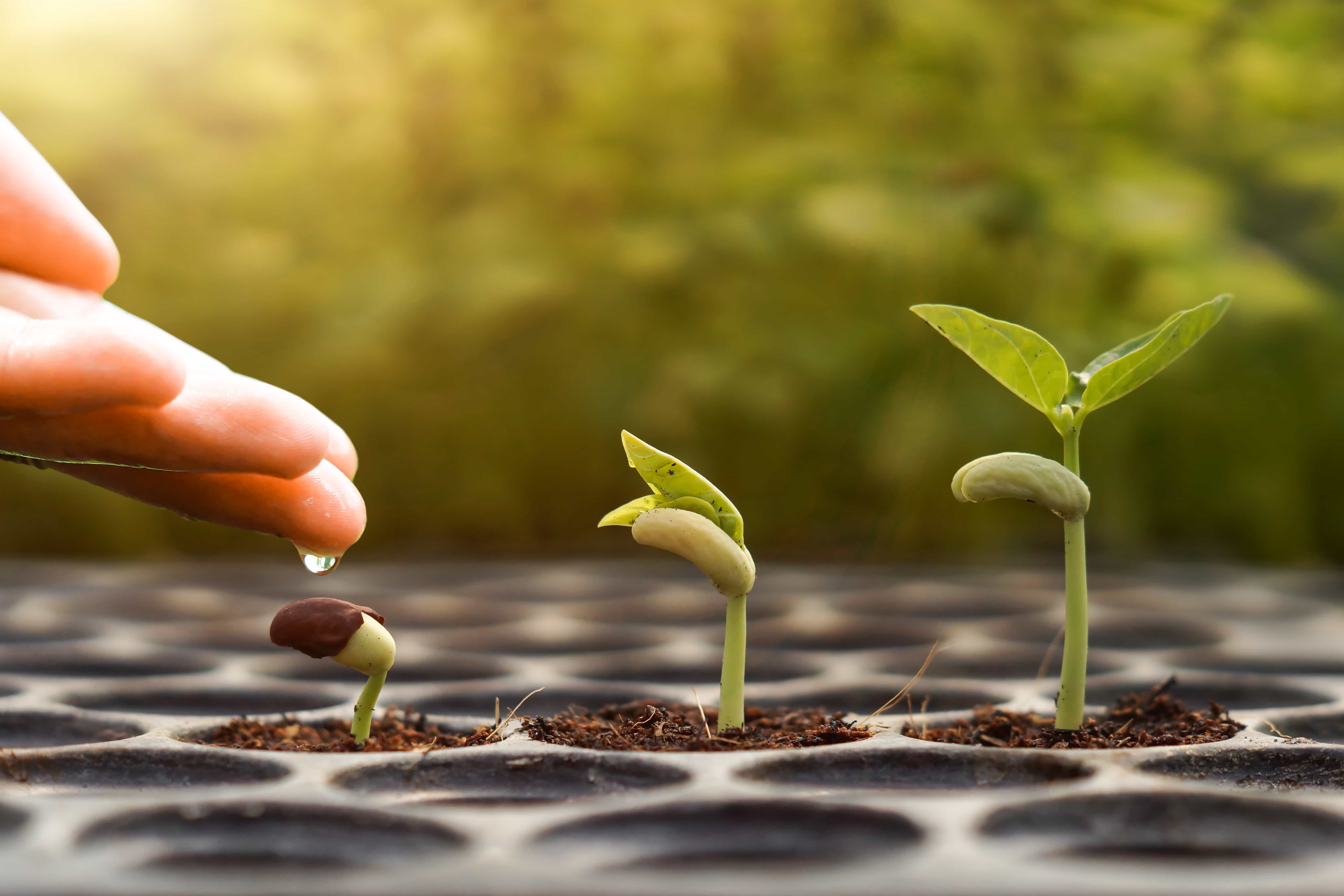 seedling with caveorganics